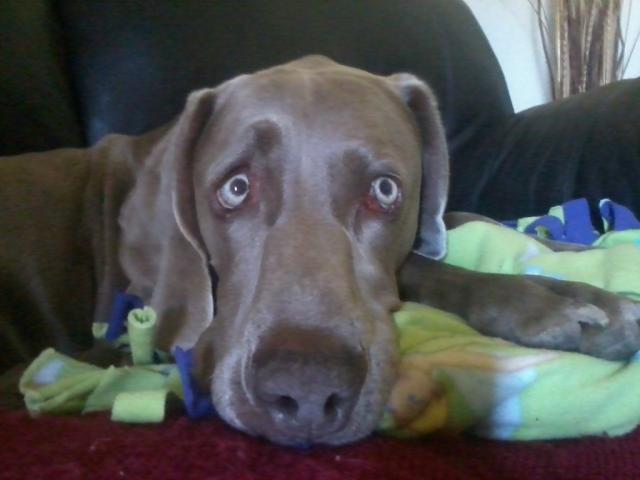 Jackson (Medium)